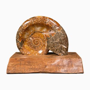 Présentoir à Fossil Ammonite Opalisé Vintage Africain, Specimen, 1970s, Set de 2