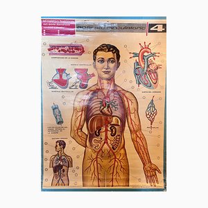Póster del sistema circulatorio del cuerpo humano, 1964