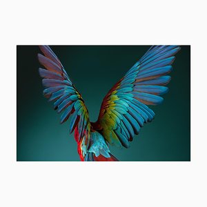 Tim Platt, Macaw #3, 2013, Archival Pigment Print