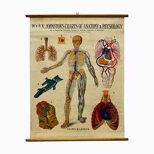 Large University Anatomical Chart Veins and Lungs by Turner, 1920s
