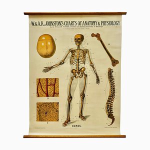 Large University Anatomical Bones Chart by Turner, 1920s