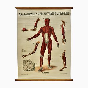 Large University Anatomical Muscles Chart by Turner, 1920s