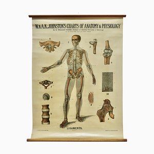 Large University Anatomical Ligamnets Chart by Turner, 1920s