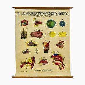 Grande carta anatomica universitaria degli organi del senso e della voce di Dr. William Turner, anni '20