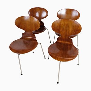 Model 3100 Ant Chairs in Teak by Arne Jacobsen for Fritz Hansen, 1960s, Set of 4