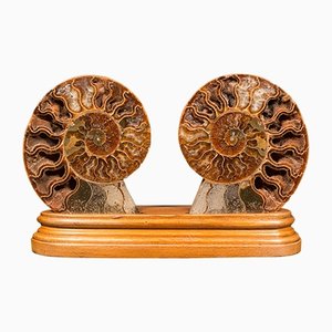 Zoccolo vintage dimezzato con fossili di ammonite, anni '70