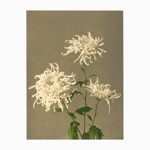 Chrysantheme, 2020er, Japanischer Archivaler Tintendruck, Gerahmt