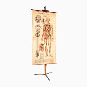 Nervous System Anatomical Wall Chart, Sweden, 1950s