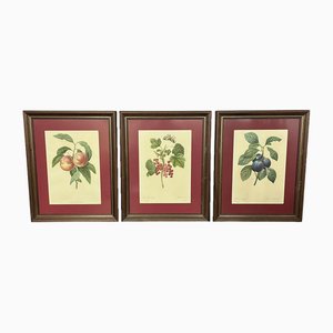 Framed Studies of Fruit Colour Prints, Set of 3