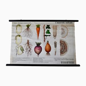 Affiche Biologie Vintage, 1963