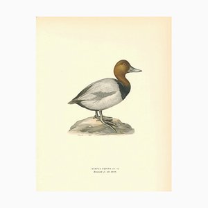 John Gould, Nyroca Ferina, 1800, stampa