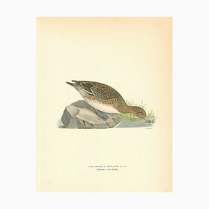 John Gould, Anas Penelope, 1800, Imprimir