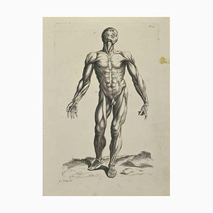 Jean François Poletnich, Anatomy Studies Muscles after Titian, Etching, 1755