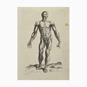 Jean François Poletnich, Anatomy Studies Muscles after Titien, Eau-forte, 1755