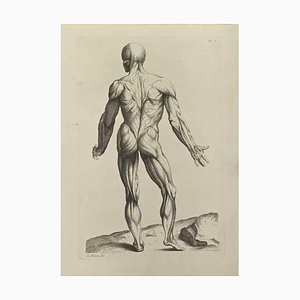 Jean François Poletnich, Anatomiestudien Muskeln nach Tizian, Radierung, 1755