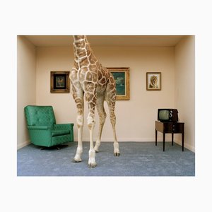 Matthias Clamer, Giraffe in Living Room, Low Section, Photographic Print, 2022