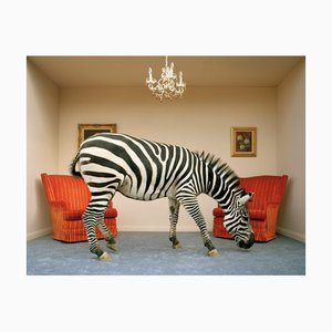 Matthias Clamer, Zebra in Living Room Smelling Rug, Side View, Photographic Print, 2022