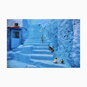 Tuul & Bruno Morandi, Marocco, Chefchaouen Town, The Blue City, Street Cat, Photographic Print, 2022