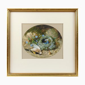 William Cruickshank, Stillleben mit totem Stieglitz und Nest, 1800er, Goauche