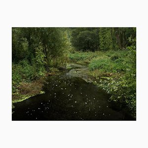 Ellie Davies, Chalk Streams 10, Photograph, 2023