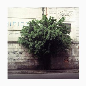 Felipe Varanda, Albero, XXI secolo, Fotografia in edizione limitata