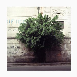Felipe Varanda, Baum, 21. Jahrhundert, Foto in limitierter Auflage
