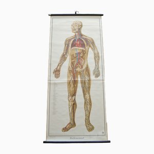 Blood Circulation Anatomic Wall Chart from German Health Museum Cologne, 1952