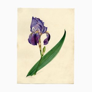 Circle of James Holland, Purple Iris Flower, 19th Century, Watercolour