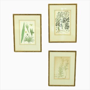 Christiaan Sepp, di Flora Batava, 1807-1814, incisioni su rame, con cornice, set di 3