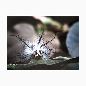 A.H., Nature Image, 1990, Photographic Print