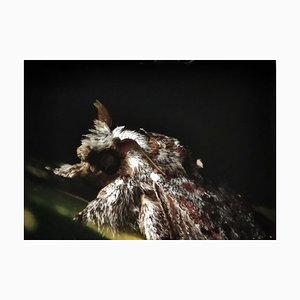 AH, Image de la nature, 1991, Impression photo