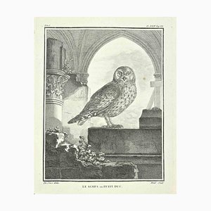 Jacques Menil, Le Scops o Petit Duke, Grabado de Jacques Menil, 1771, 1800s, Grabado