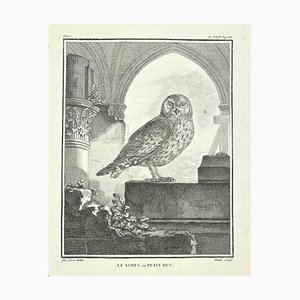 Jacques Menil, Le Scops or Petit Duke, Etching by Jacques Menil, 1771, 1800s, Etching