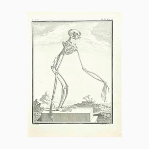 Jean Charles Baquoy, Skeleton of a Monkey, Etching by Jean Charles Baquoy, 1771, 1800s, Etching