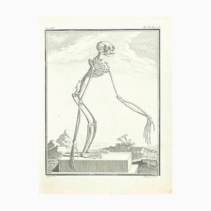 Jean Charles Baquoy, Skelett eines Affen, Radierung von Jean Charles Baquoy, 1771, 1800, Radierung