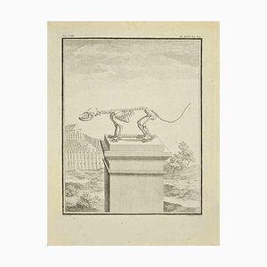 Louis-Simon Lempereur, esqueleto de animal, aguafuerte, 1771