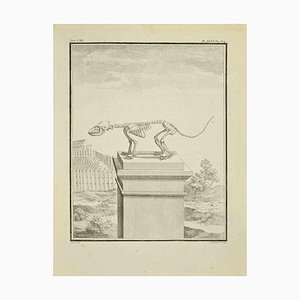 Louis-Simon Lempereur, Squelette d'animal, Eau-forte, 1771