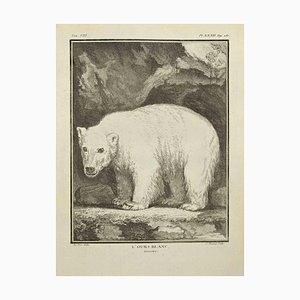 Pierre Charles Baquoy, L'Ours Blanc, Eau-forte, 1771