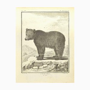 Pierre Charles Baquoy, L'Ours Brun, Acquaforte, 1771
