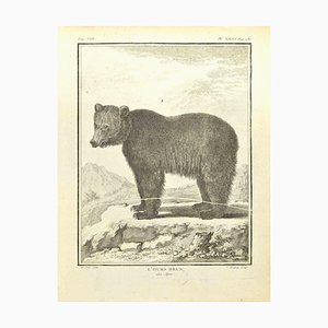 Pierre Charles Baquoy, L'Ours Brun, Eau-forte, 1771