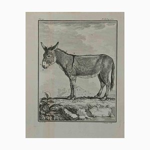 Pierre Charles Baquoy, Der Esel, Radierung, 1771
