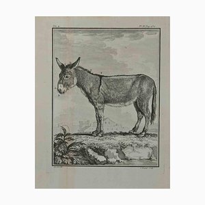 Pierre Charles Baquoy, The Donkey, Etching, 1771