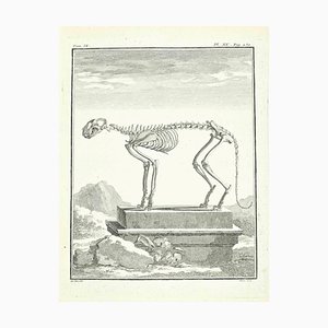 Louis Legrand, esqueleto, grabado, 1771