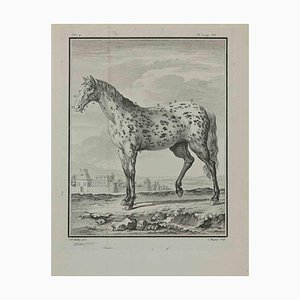 Pierre Charles Baquoy, A Horse, Etching, 1771