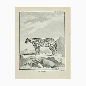Juste Chevillet, Le Jaguar, Acquaforte, 1771