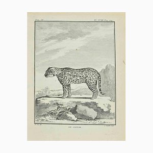 Juste Chevillet, Le Jaguar, Etching, 1771