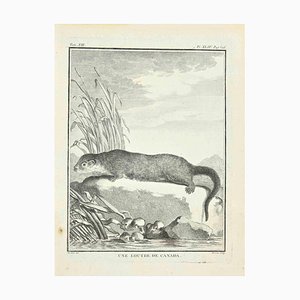 Louis Legrand, Une Loutre de Canada, Acquaforte, 1771