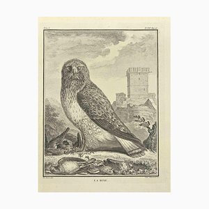C. Haussard, La Buse, Radierung, 1771
