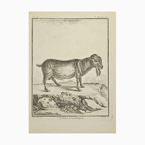 A-J De Fehrt, Le Bouc D'Afrique, Etching, 1771