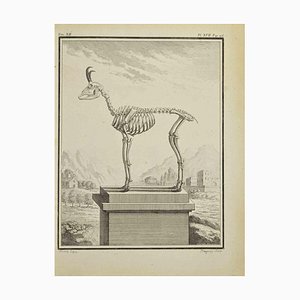 Jean Charles Baquoy, Tierskelett, Radierung, 1771